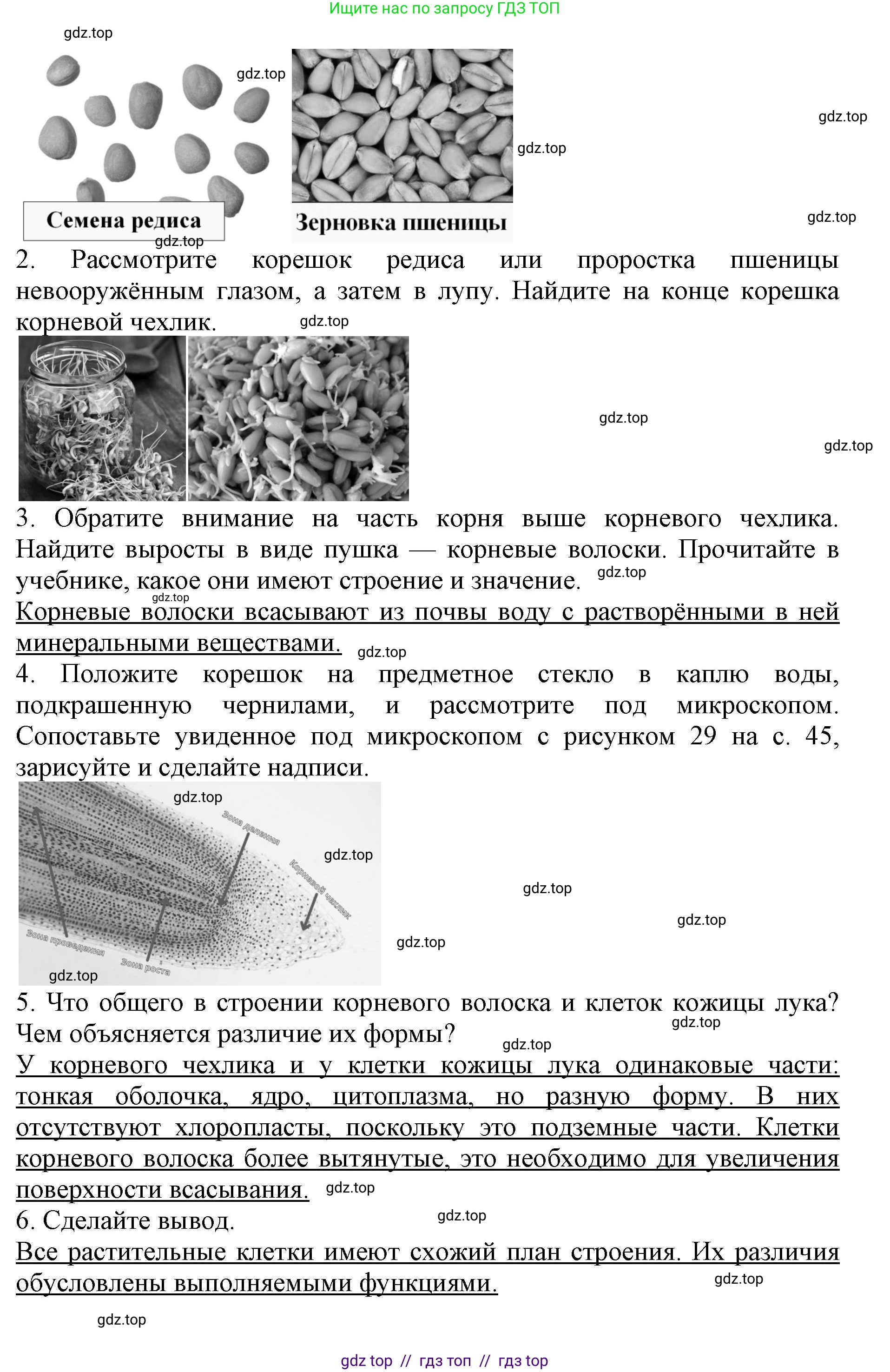 Биология, 6 класс Учебник, авторы: Пасечник Владимир Васильевич, Суматохин Сергей Витальевич, Гапонюк Зоя Георгиевна, Швецов Глеб Геннадьевич, издательство Просвещение, Москва, 2023, белого цвета, страница 47, Решение 1 (продолжение 3)