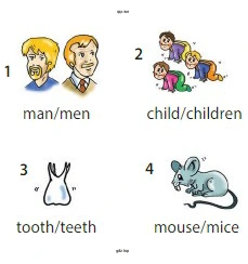 man/men child/children tooth/teeth mouse/mice